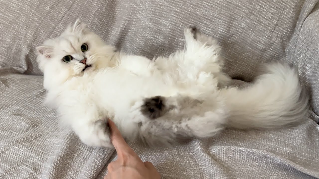 ソファを占領してキレる猫