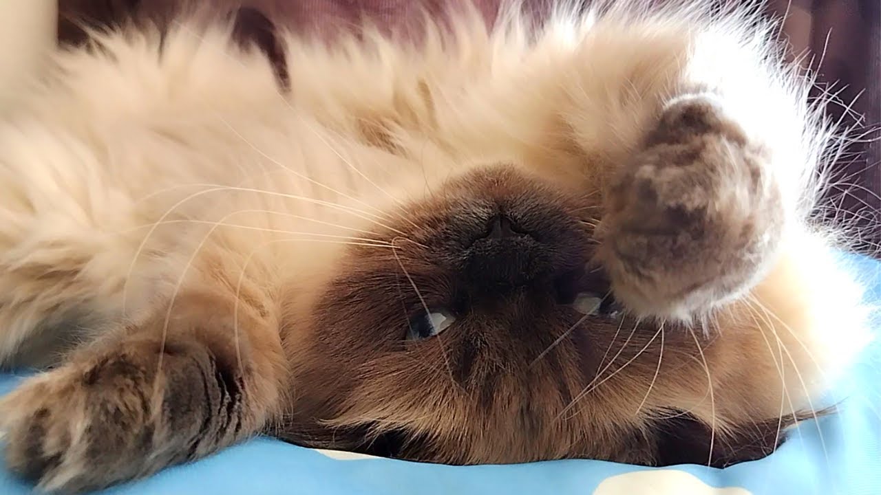 暑さでぐったり！かわいそうな長毛猫です【ヒマラヤン猫】