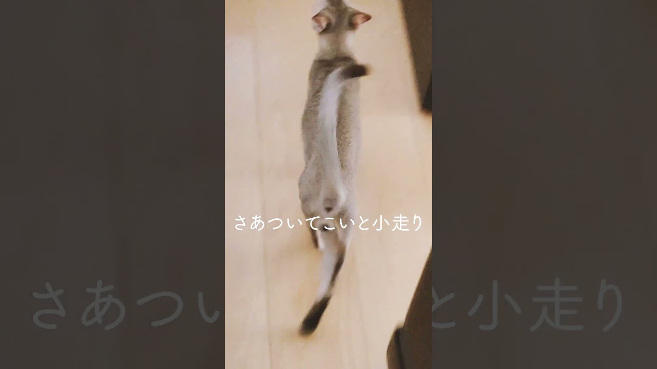 何かを訴えてくる子猫#シンガプーラ#子猫#singapura #shorts