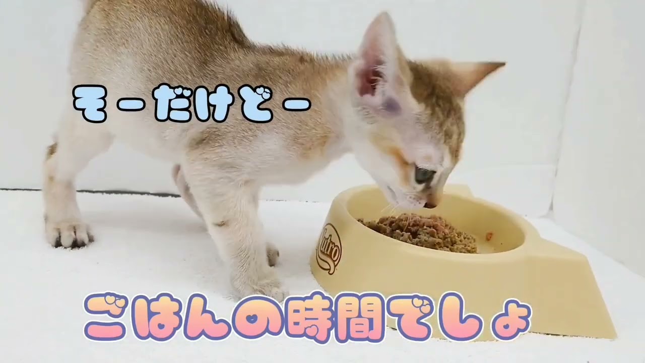 【シンガプーラ】ごはんよりナデナデされたい！