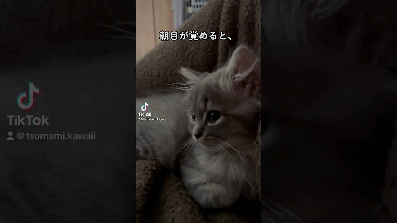 【ある朝】もしも、子ネコの飼い主だったら。 #ラガマフィン #つまみちゃん #かわいい #kitten #猫 #cat #子猫 #shorts #おすすめ