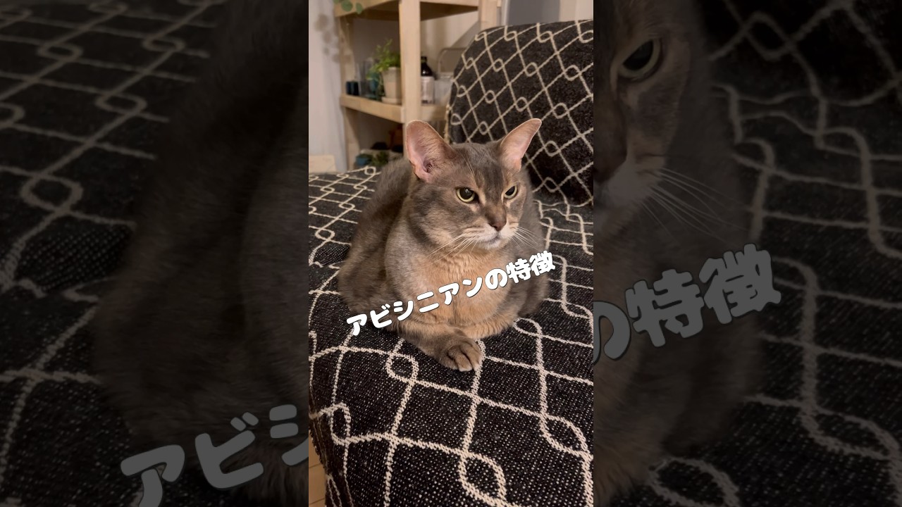 アビシニアン猫とアリスちゃん #shorts #猫動画 #アビシニアン #cat #まな猫
