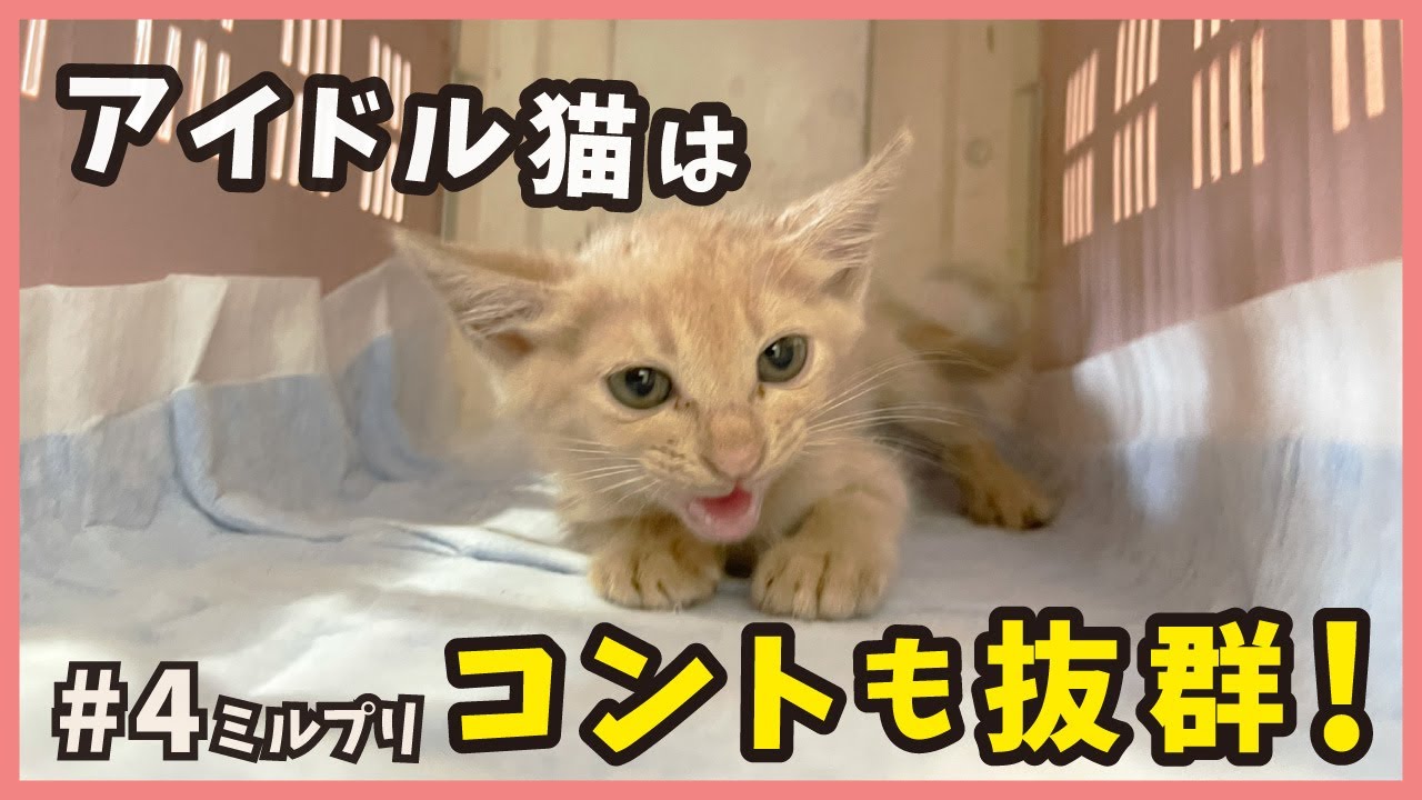 【威嚇からの秒デレ】保護した威嚇子猫はコントもできるオモシロ猫だった？【アイドル猫・ミルプリ4】/ cute kittens are idols