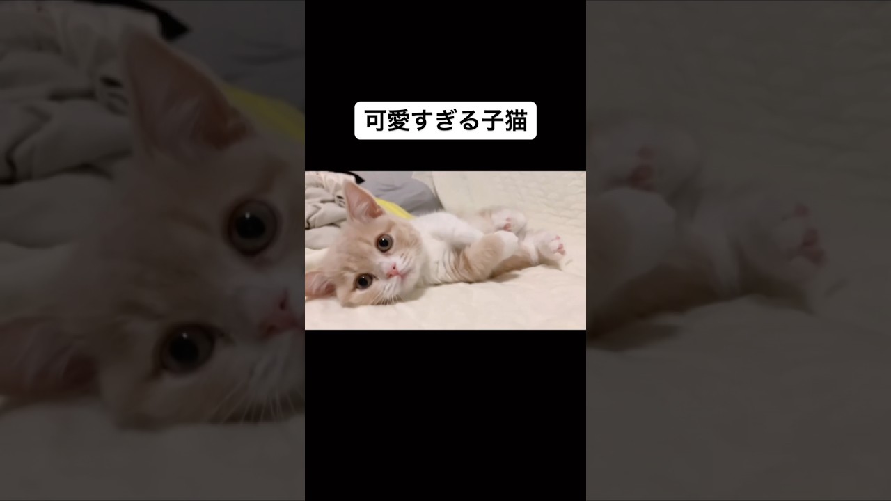 可愛すぎて外出できない #おじゃる #マンチカン #子猫 #猫