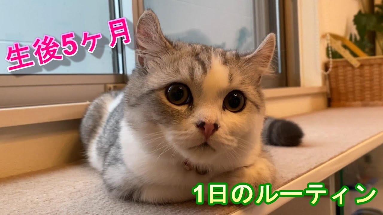 生後5ヶ月の子猫の1日のルーティン!　家族に見守られながら暮らしているあお君のある日の1日【アメリカンカール】
