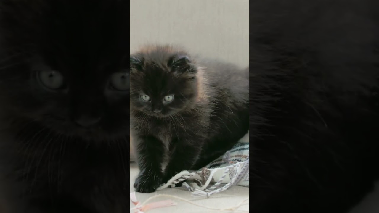 Кому нравятся кошки, пусть поднимет лапу. #кошки #забавные звери