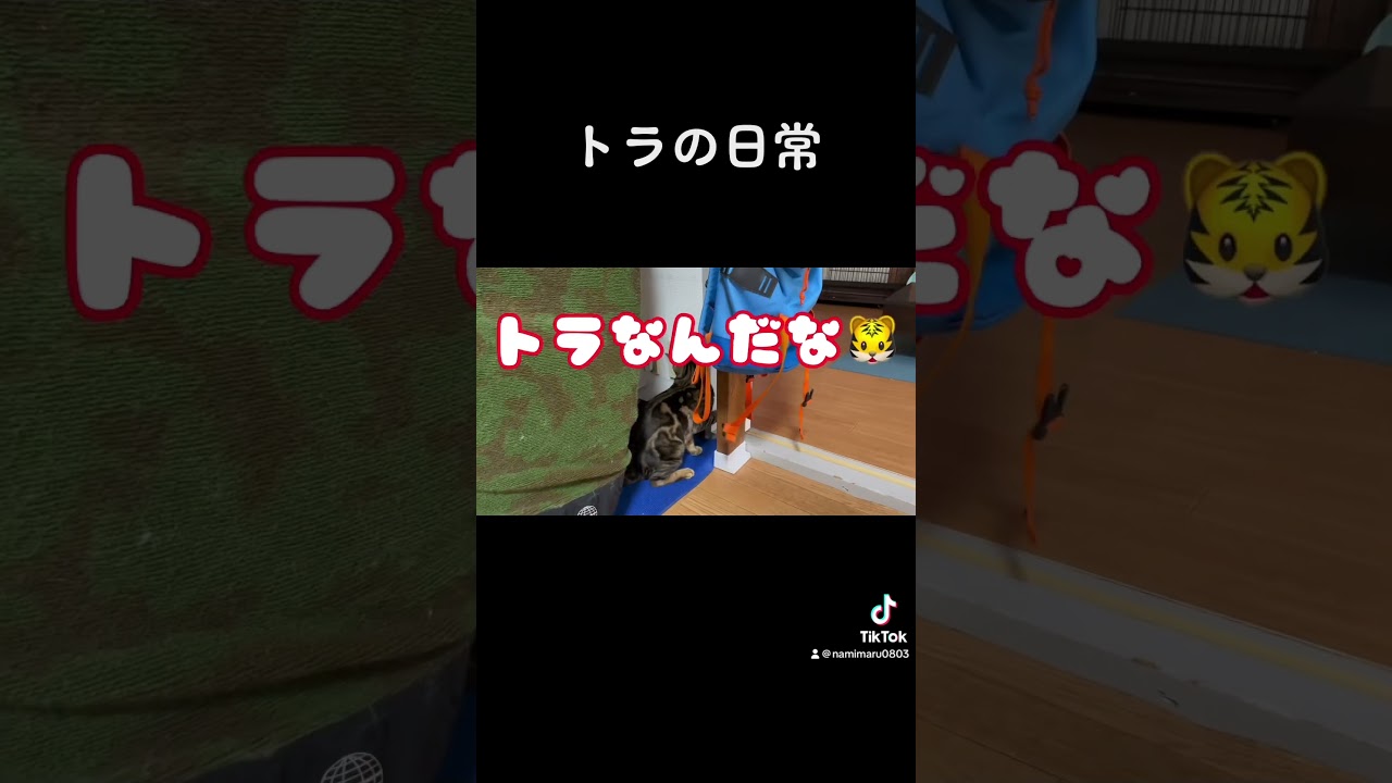 きなこの日常🐈 #マンチカン #ねこのいる生活 #ベンガル #猫 #短足マンチカン #猫との暮らし