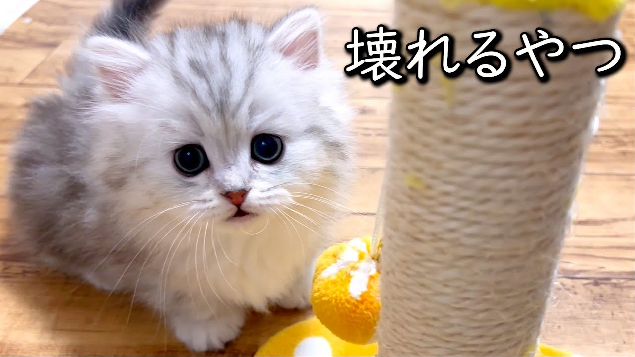 【ミヌエットの子猫】その遊び方は壊れるやつだなぁ～と思うけど可愛い♥件 ∼猫のいる生活Vol.766~ 出産動画 マンチカン短足・ミヌエット・ペルシャ猫専門ブリーダー『ペット蔵人』【子猫の成長記録】