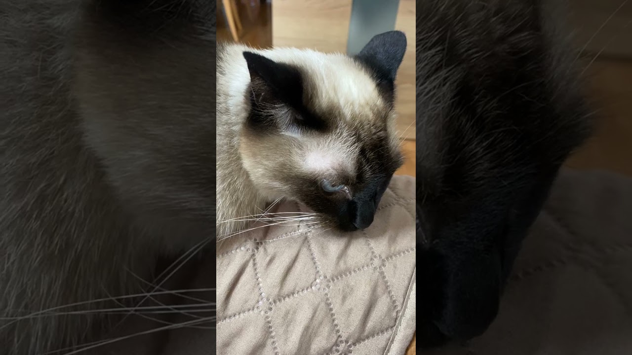 【2023.07.31】今日のシャム猫のふくさん（音無し）【たぬき猫】 #shorts
