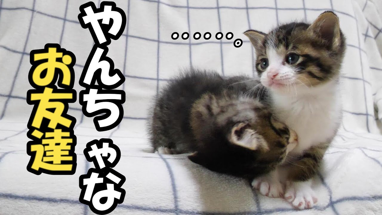 のんびり子猫が元気すぎるお友達に少し困惑気味？【赤ちゃん猫　保護猫】