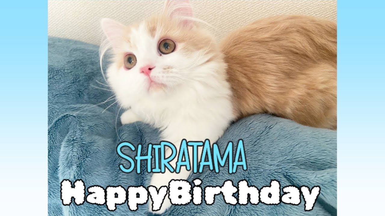 大人の仲間入り！今日から脱子猫 #ラガマフィン