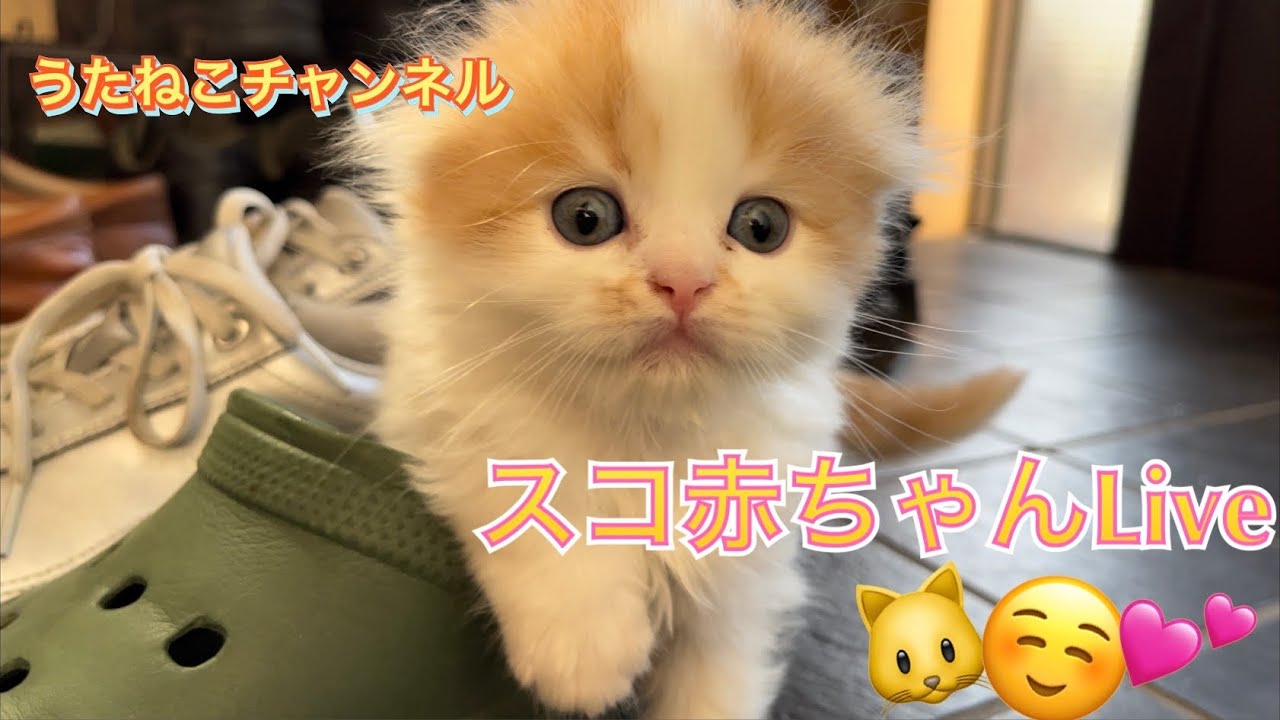 スコ赤ちゃんLive