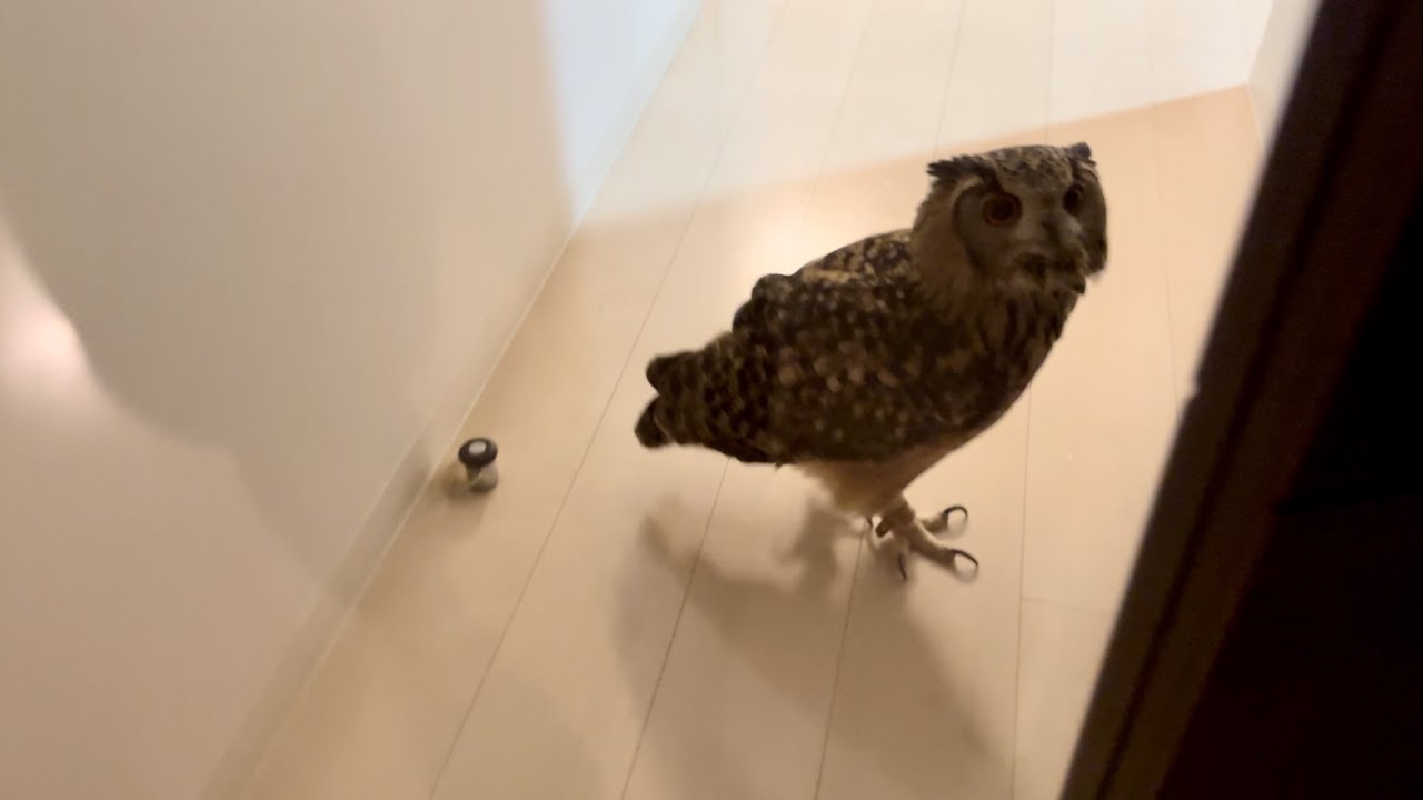 #824 開店待ちフクロウ owl waiting to be opened 【ベンガルワシミミズク】