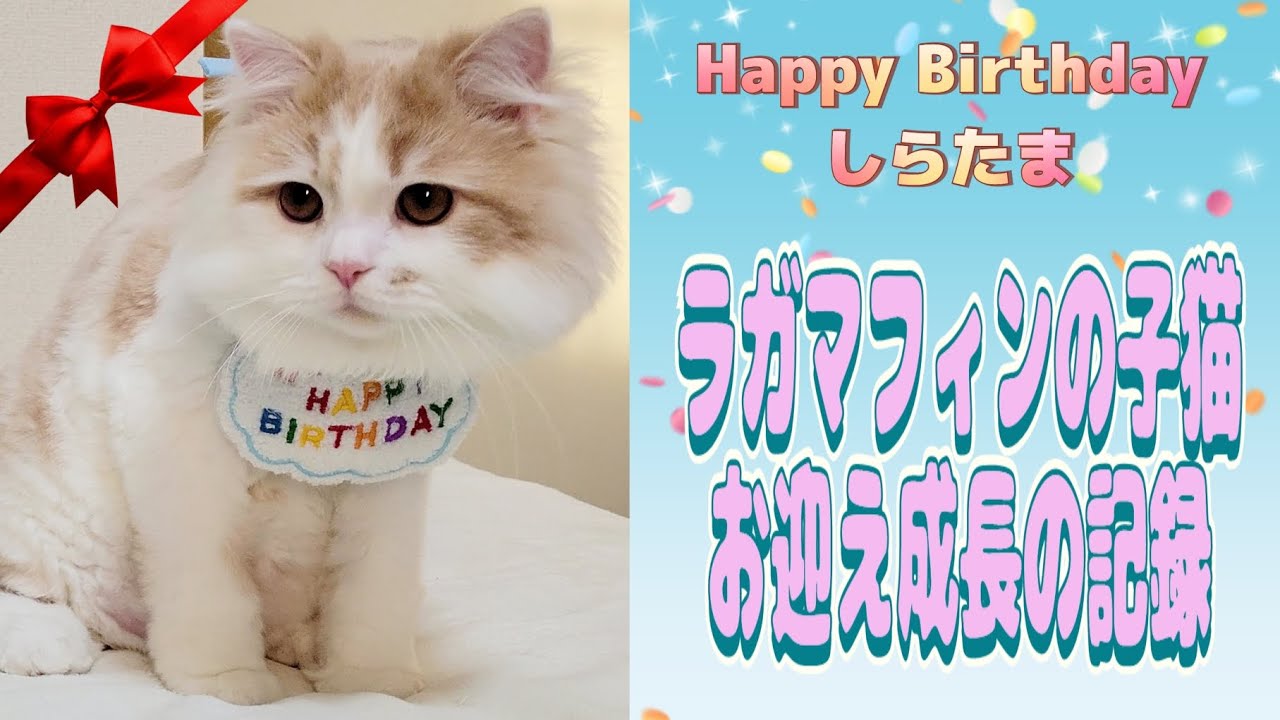 ハッピーバースデーしらたま！ラガマフィンの子猫お迎え成長記録！※0.75倍速くらいがおすすめです   #ラガマフィン #猫動画 #cat