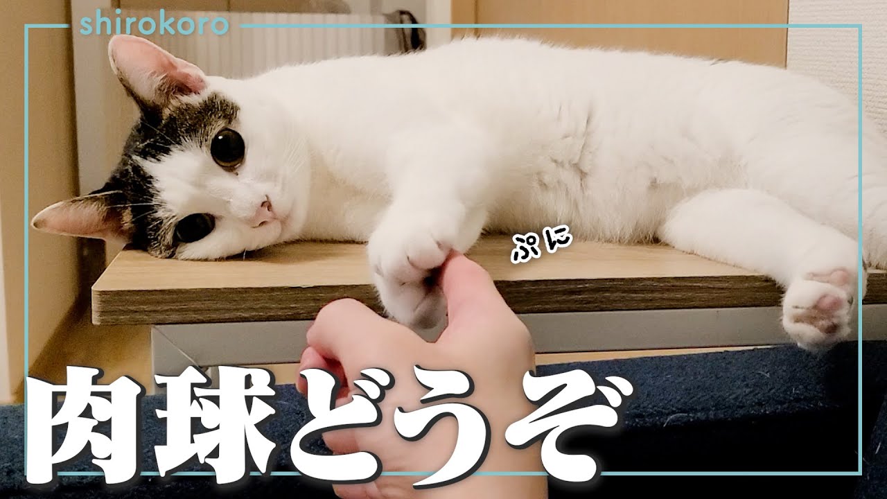 無表情で肉球を触らせてくれる猫がたまらなく愛おしい