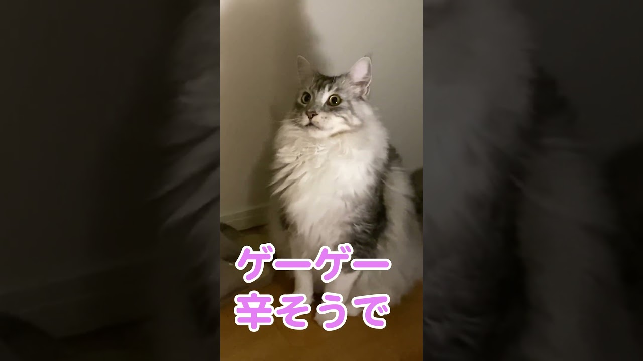 大きな毛玉を吐いた #メインクーンのオス #大型猫#shorts