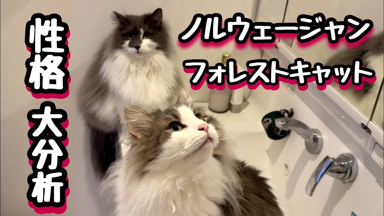 ノルウェージャンフォレストキャット性格大分析