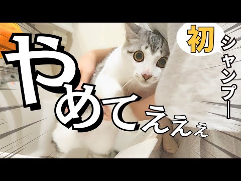 【元保護猫】子猫に初めてシャンプーしてみたらこうなりました。