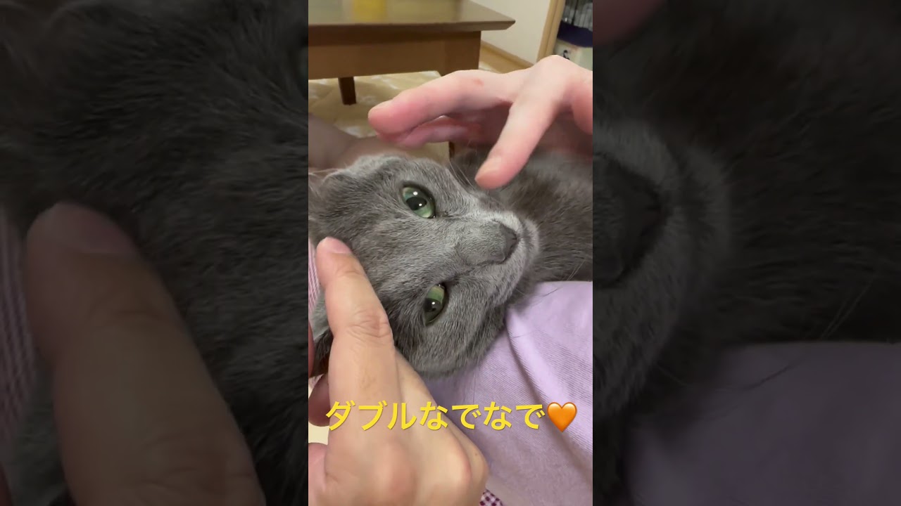 ダブルなでなで気持ちいい🧡（ロシアンブルー）#shorts