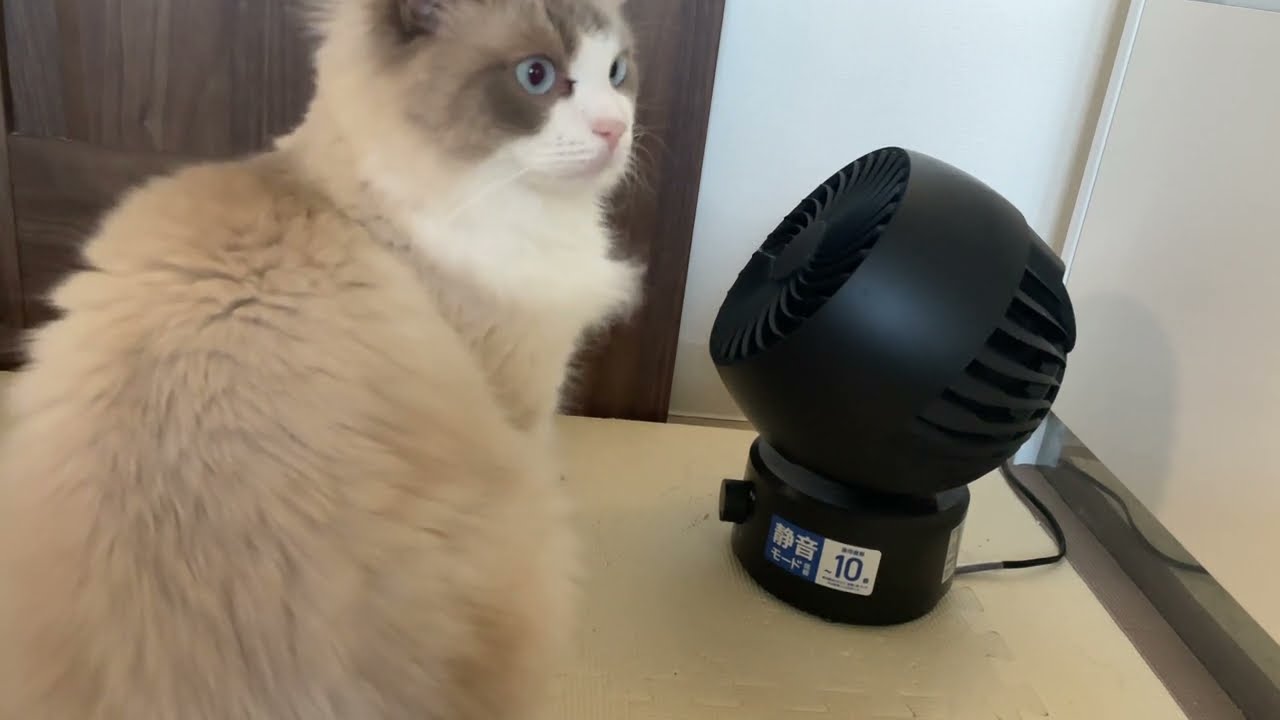 扇風機にサワサワされる猫たち【ラグドールメインクーン】ある日の猫c243
