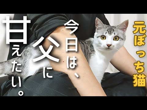 【元保護猫】どうしても父に甘えたい子猫が可愛いすぎる。