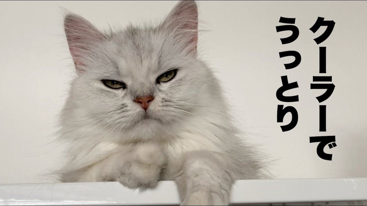【ペルシャ】猫がクーラーでうっとりしていると・・・/When the cat is entranced by the cooler ...