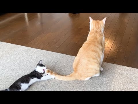 子猫に対して怒り方が優しすぎる先住猫
