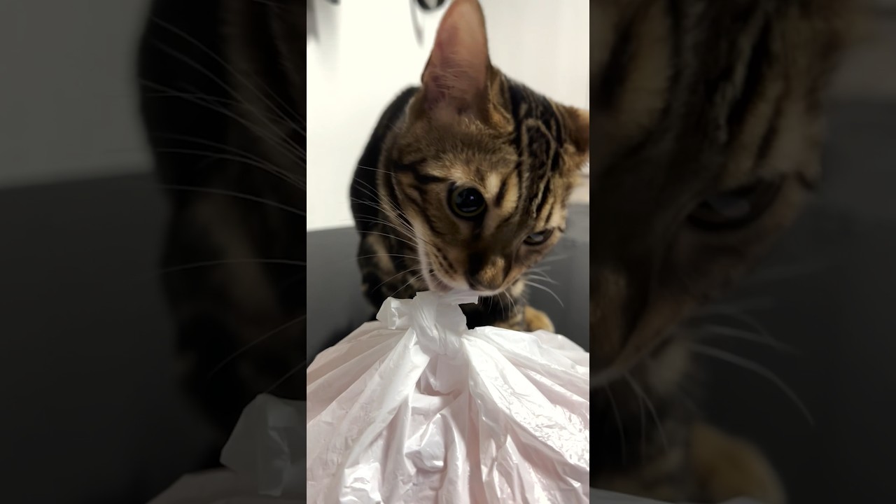 盗みをたくらむワル猫がいます【子猫】 #shorts #cat #ベンガル