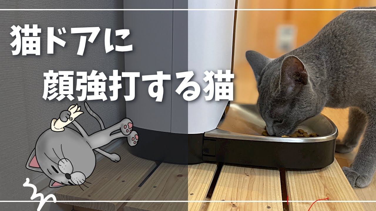 自動給餌器の作動音に『秒』で反応するかわいい猫【ロシアンブルー】カリカリマシーン