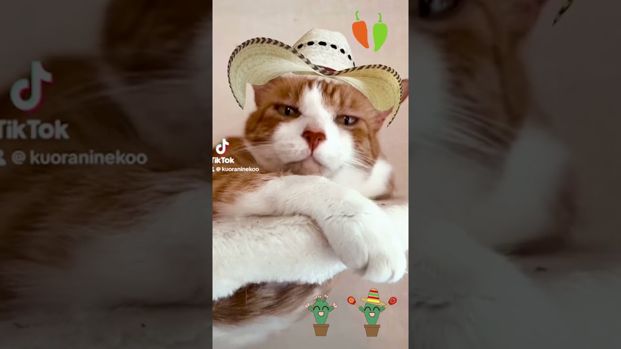 暑中お見舞い申し上げるでぶ猫 #shorts Summer greetings