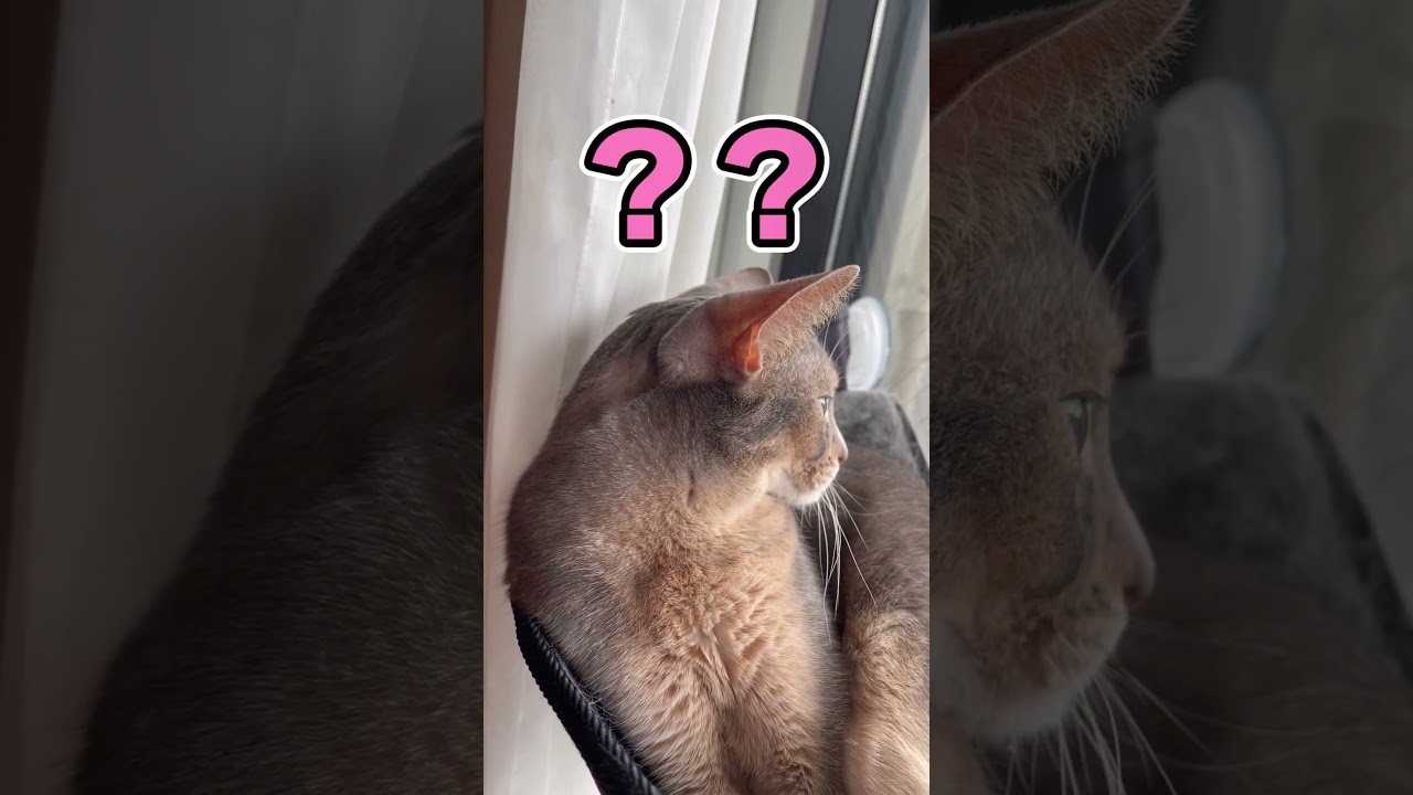 カモを頭にのせている猫2 #shorts #猫 #アビシニアン