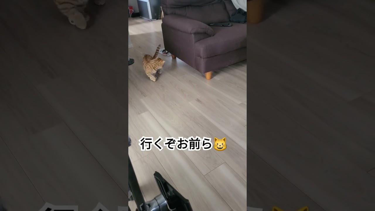 真夏のホイッスル⚽【コモドンの観察日記】 #猫 #キンカロー #cat