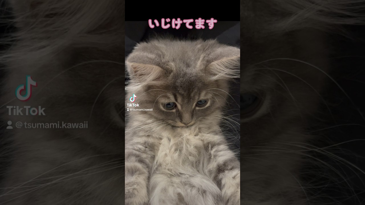 いじける子猫が可愛すぎる・・・！ #ラガマフィン #つまみちゃん #かわいい #猫 #子猫 #おすすめ #shorts