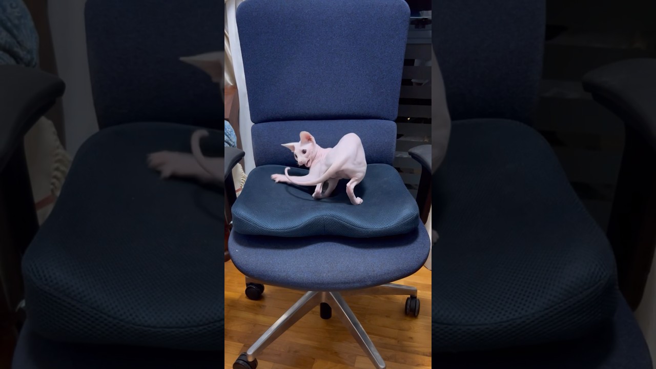 自分の尻尾を追いかけまわす毛のない子猫【スフィンクス猫】