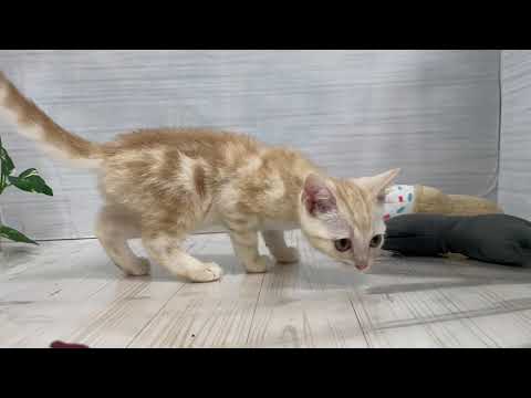 Coo&RIKU　No632048　アメリカンショートヘアー