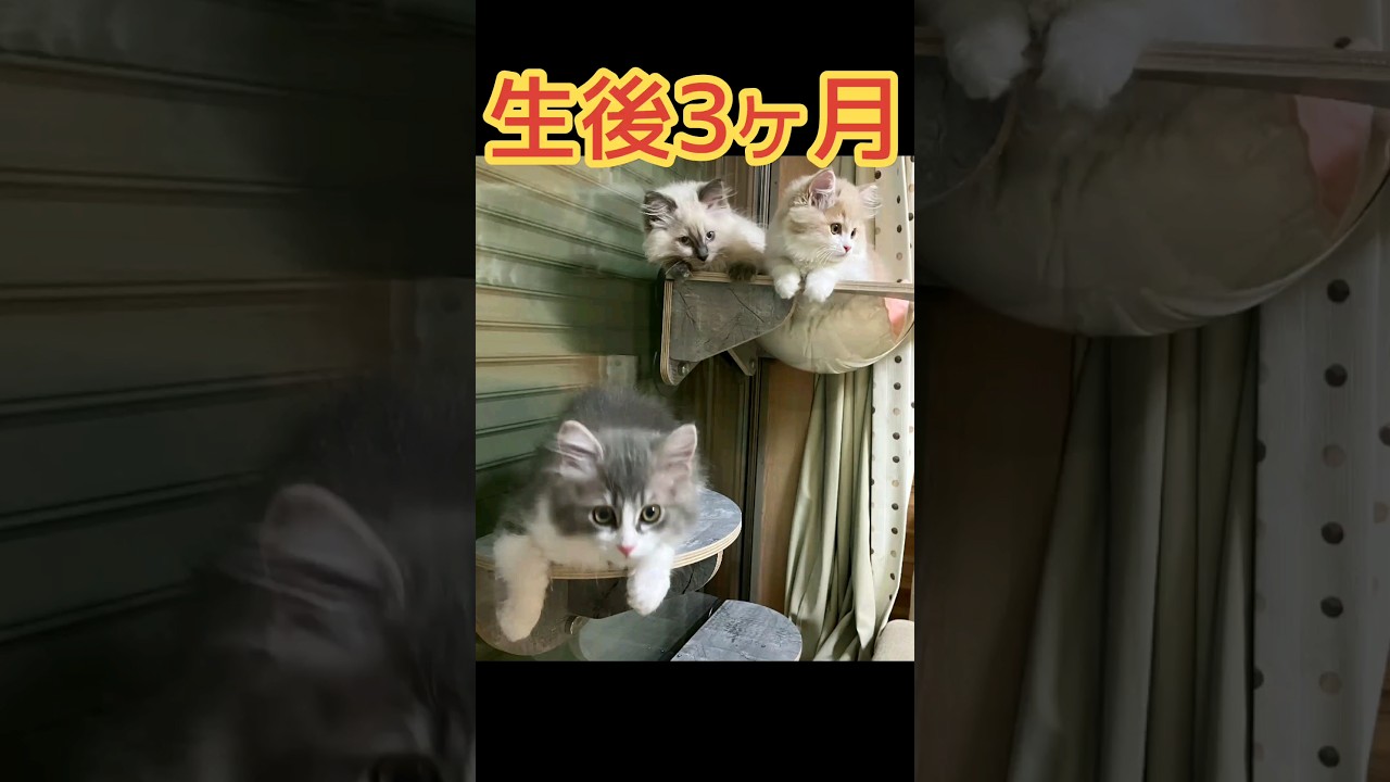 生後3ヶ月 お昼寝 サイベリアン 子猫
