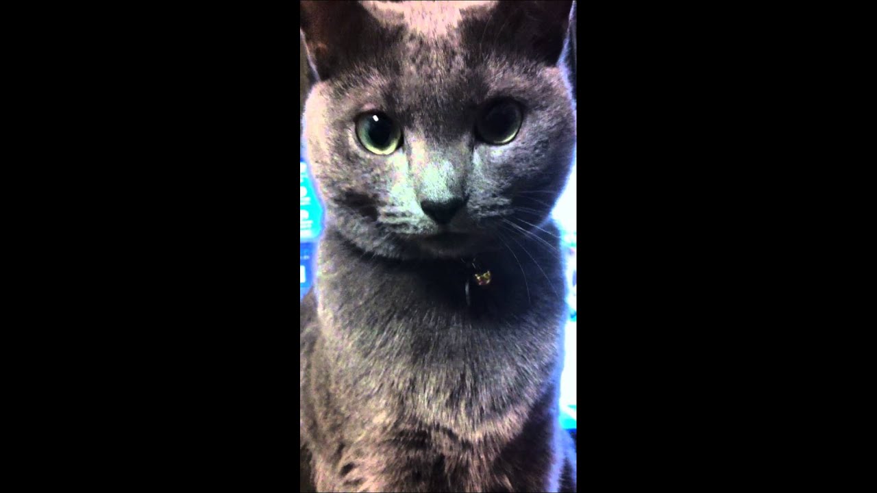 ソロモン動画、まぶたちょっとはげてた