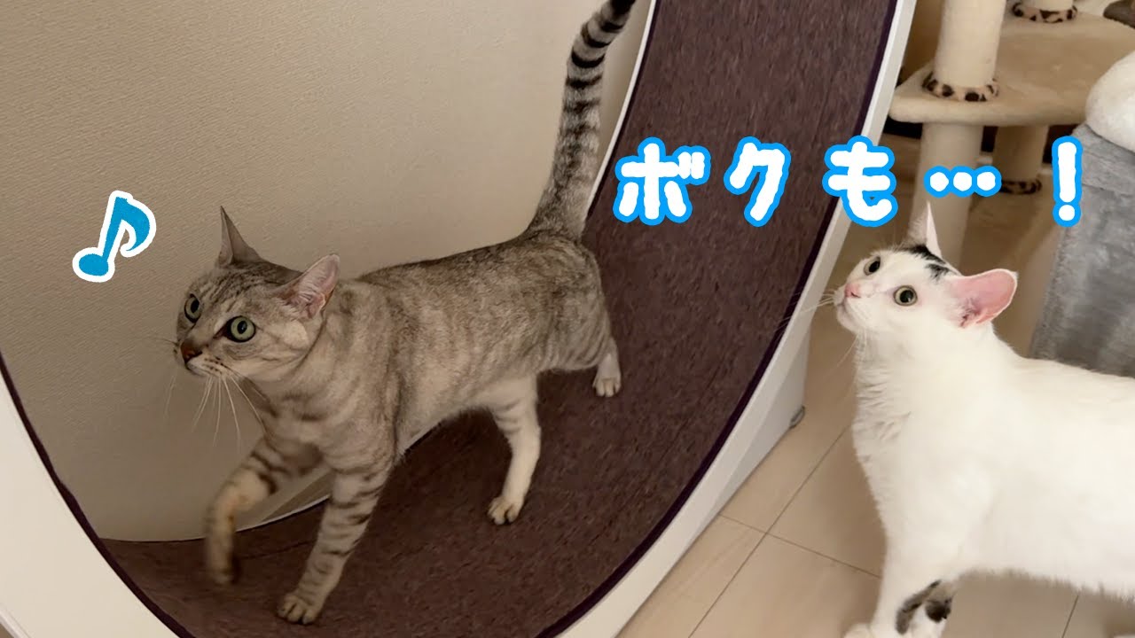 朝から回し車が大人気です！