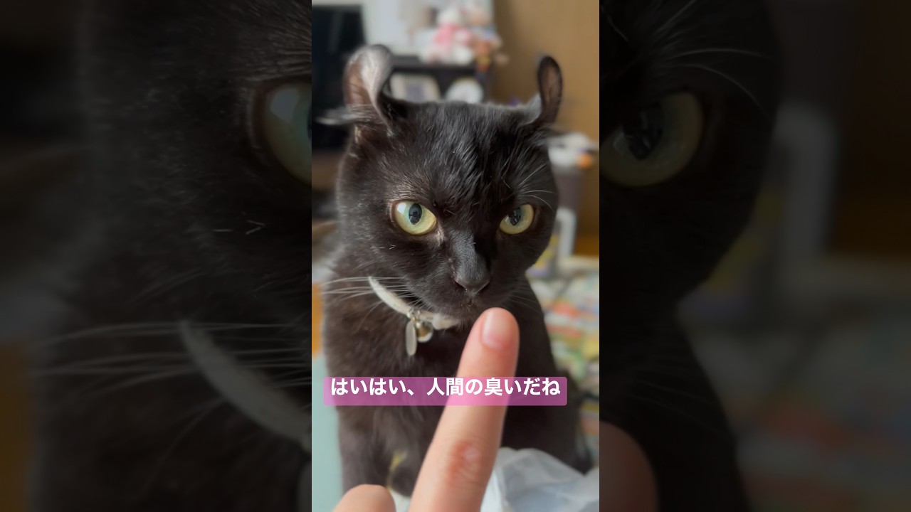 猫様に人間の臭いを嗅がせすぎてキレられました…🐈‍⬛エマ様の怒った顔も可愛い#shorts #cat #アメリカンカール #ねこ #猫 #cute
