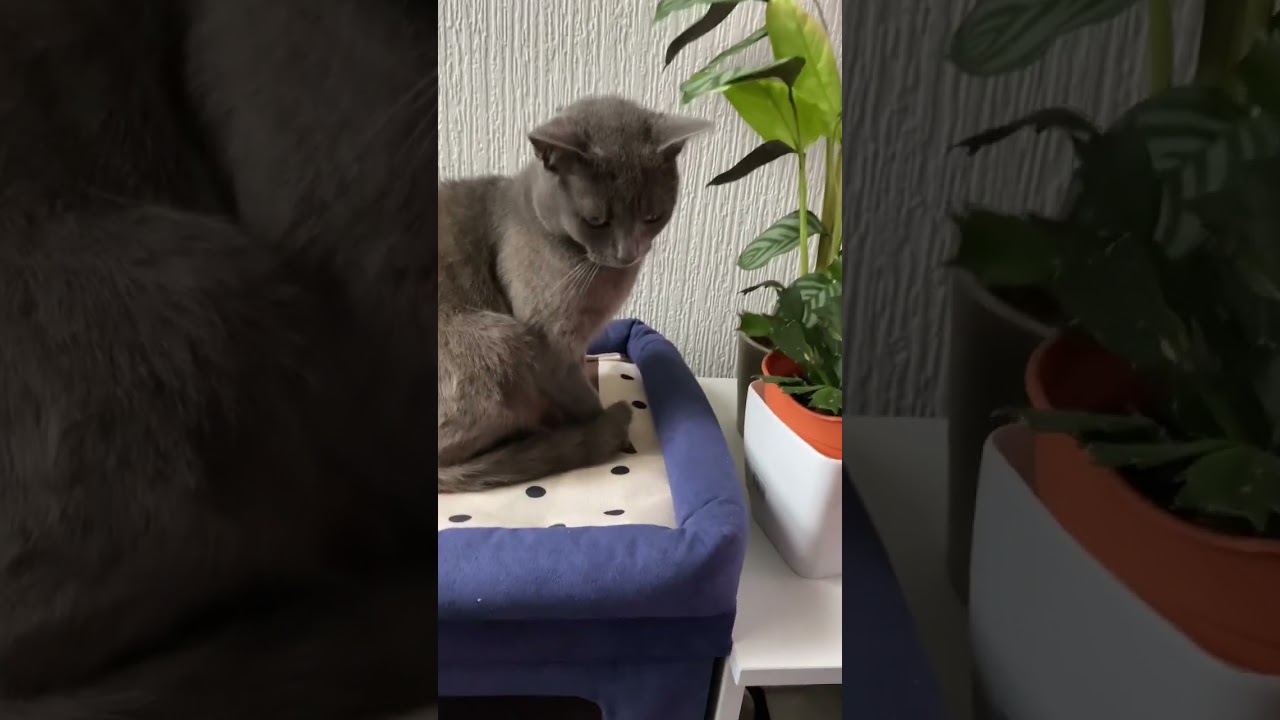 #cutecat #shorts #funnycats