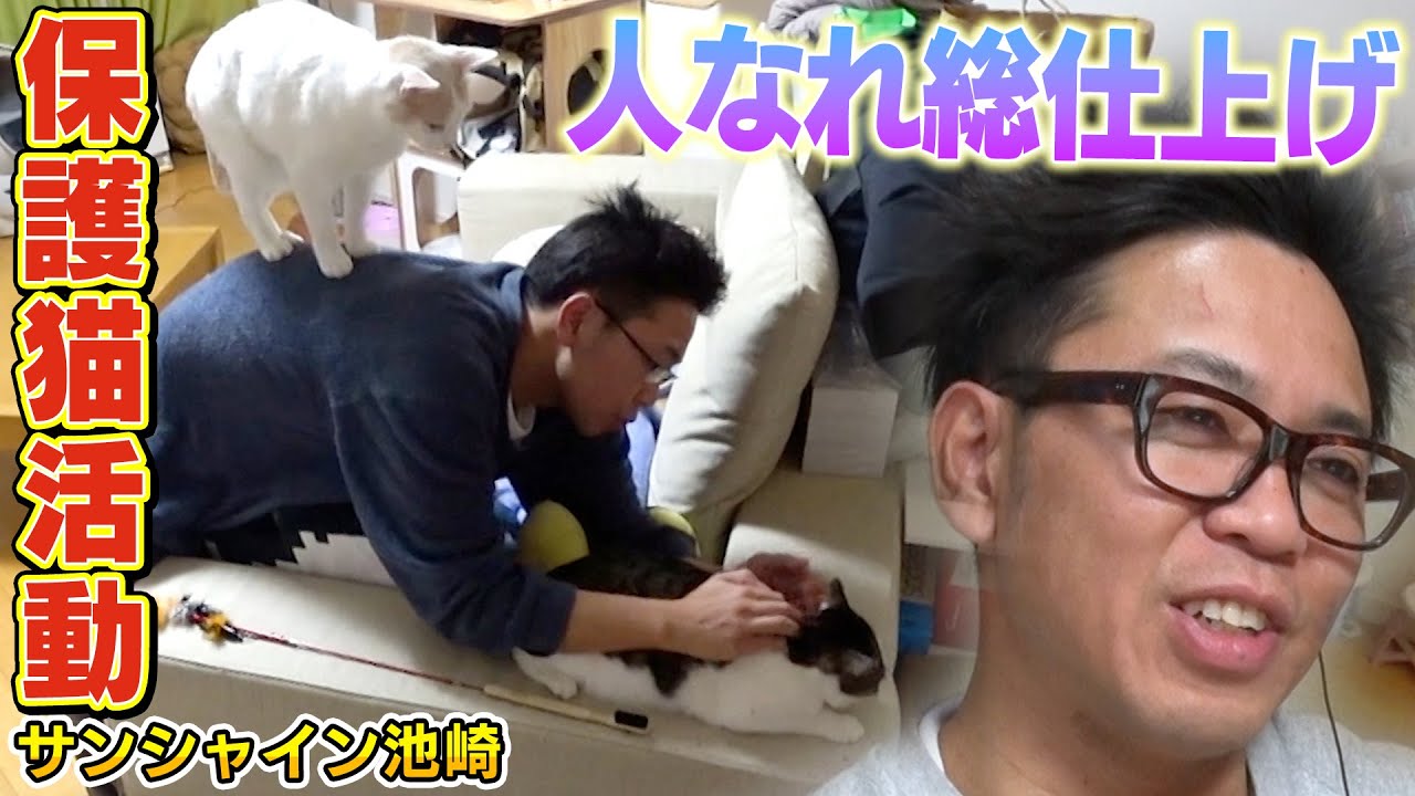【保護猫活動】人になれる総仕上げ！？サンシャイン池崎が新入り猫のりしおに急接近【預かりボランティア】