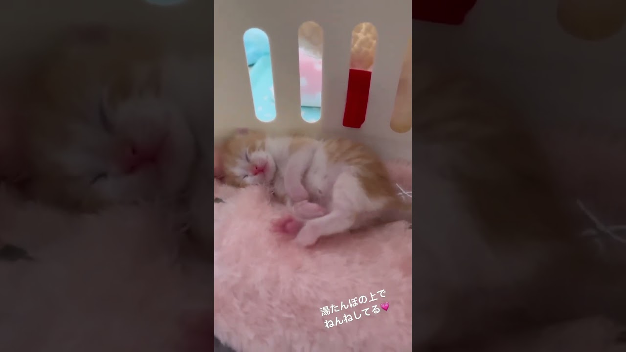 ママとはぐれた子猫を保護　【ミドくん日記】#kitten #子猫 #shorts