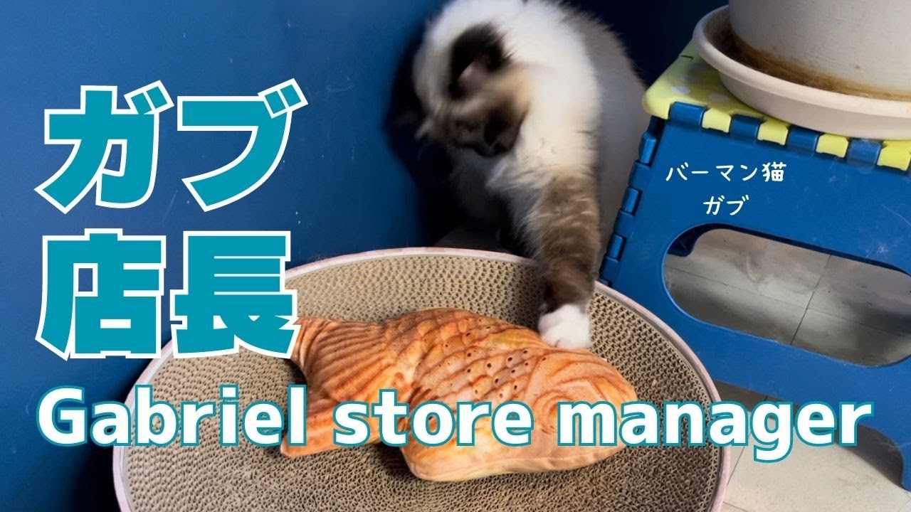 バーマン猫ガブ【ガブ店長】Gabriel store manager（バーマン猫）Birman/Cat
