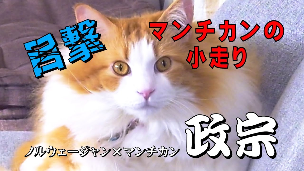 マンチカンの小走り目撃・ノルウェージャン×マンチカン政宗