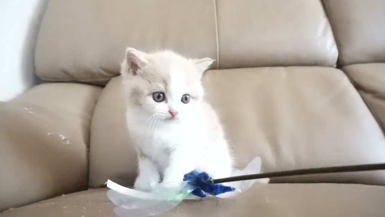 セルカークレックス子猫　2023.6.18産まれ 　クリーム&ホワイト　　男の子　シーダキャット猫のお店