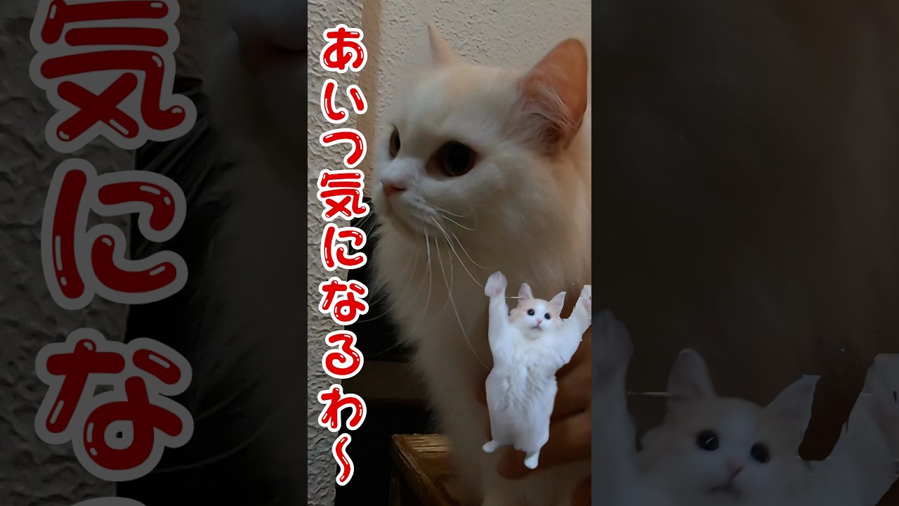 美人猫ラガマフィンの気になるあいつの正体はノルウェージャンの子猫！？（保護猫カフェ猫の木）十三駅