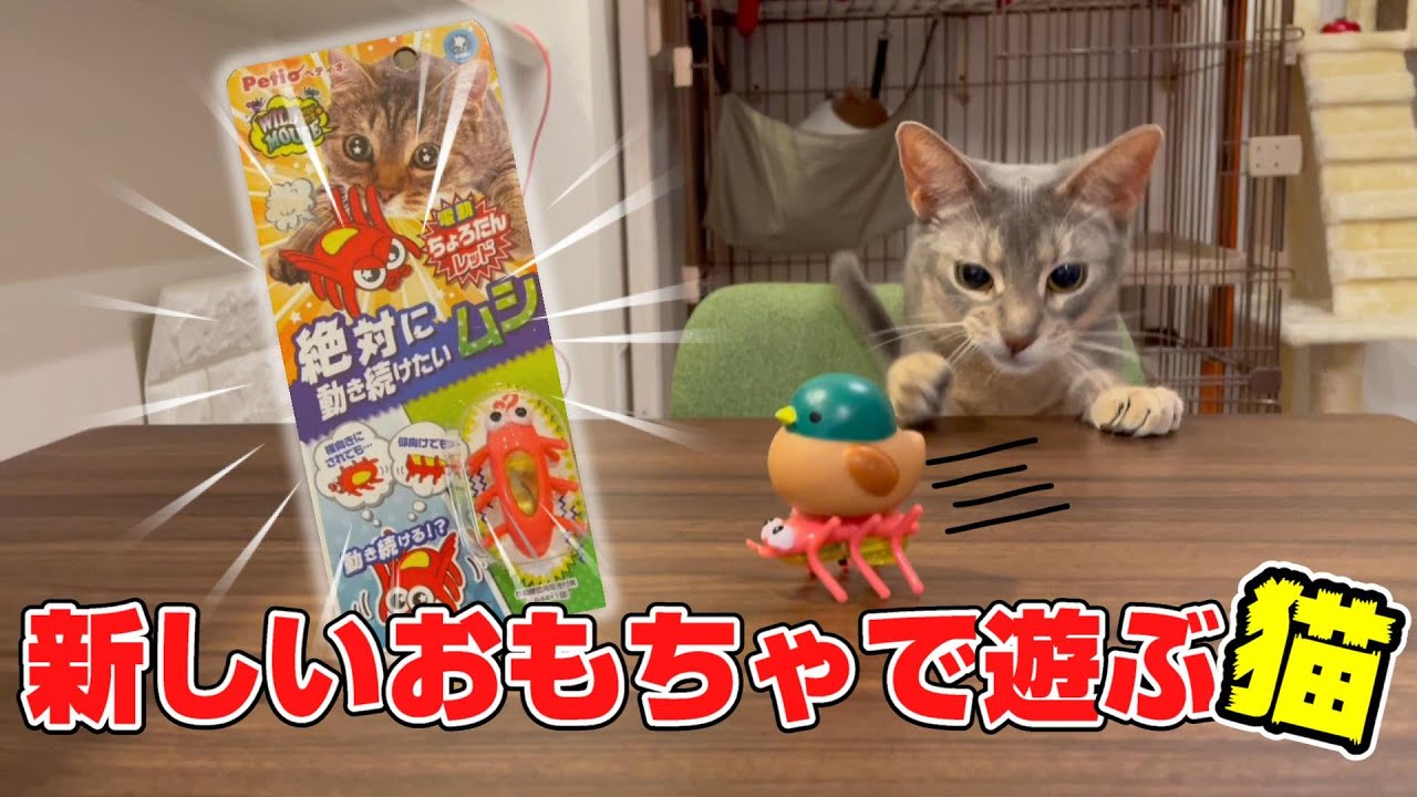 【猫のおもちゃ】新しいおもちゃで遊びすぎた猫がこちらです♡