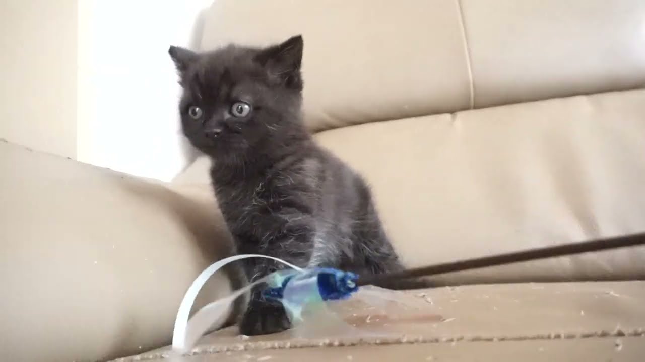 ブリティッシュショートヘアー子猫　British Shorthair　2023.6.24産まれ　ブラック　男の子　シーダキャット猫のお店