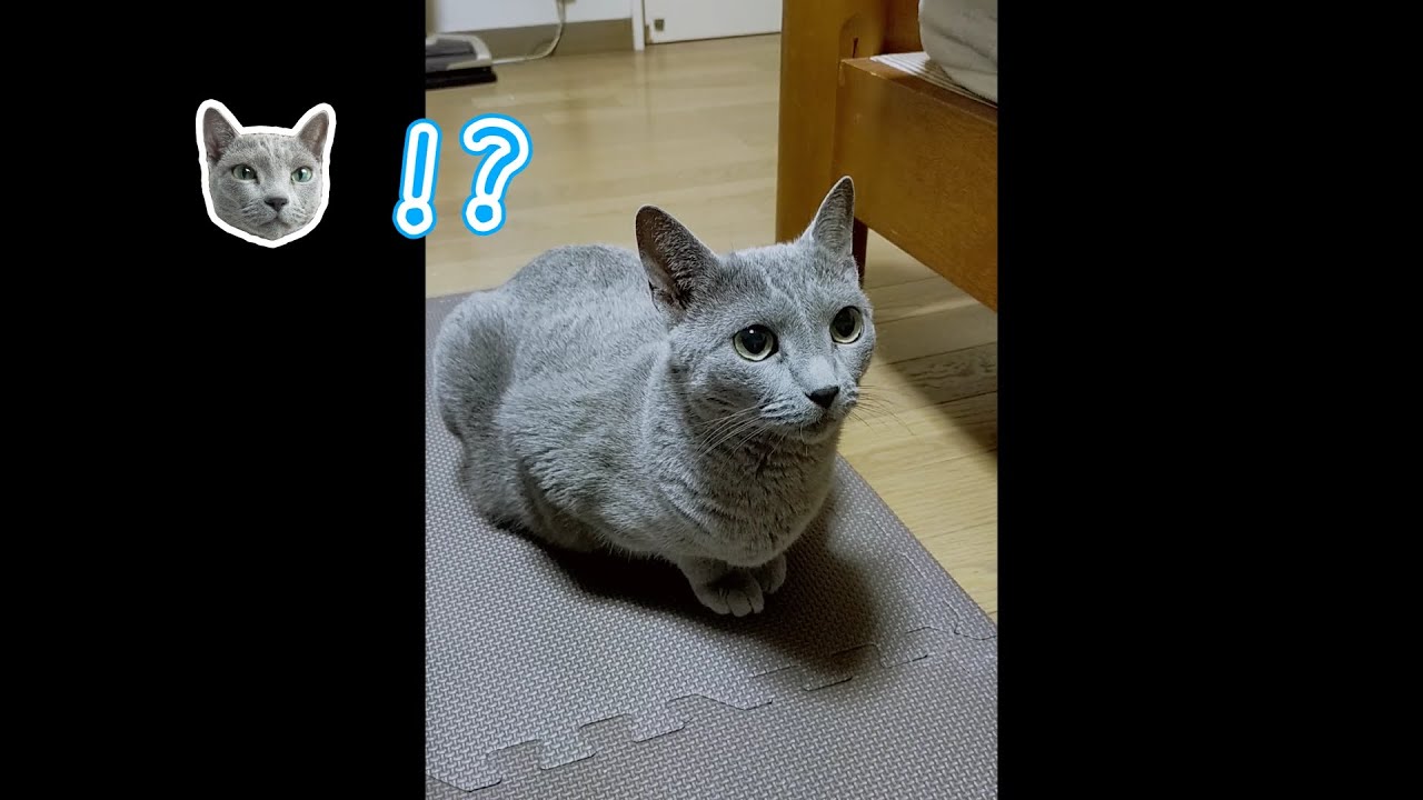 【猫動画】かみなりにビビる猫【ロシアンブルー】