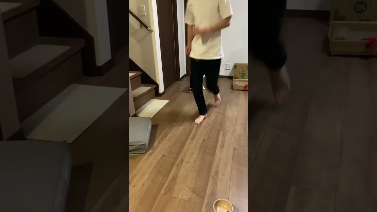 鬼ごっこ #cat #猫 #scottishfold #スコティッシュフォールド #ハチワレ #折れ耳 #まもる